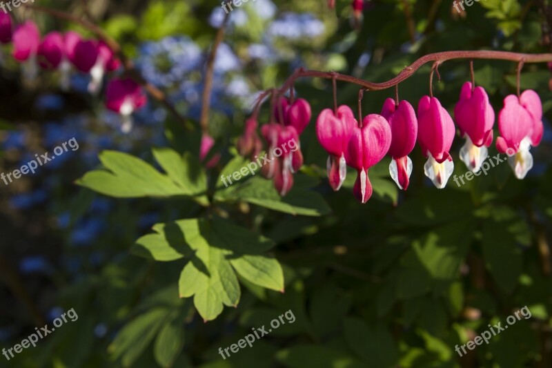 Flower Leaves Green Garden Summer