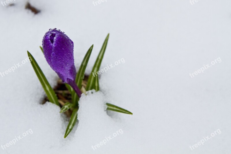 Crocus Flower Spring Nature Blossom