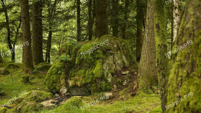 Forest Moss Boulder Nature Green