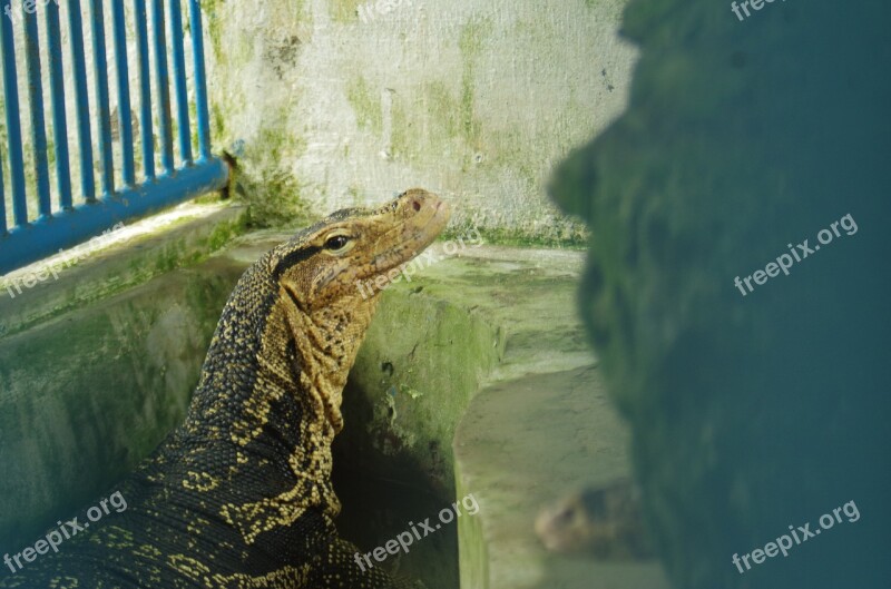 Lizard Animal Look Reptile Zoo