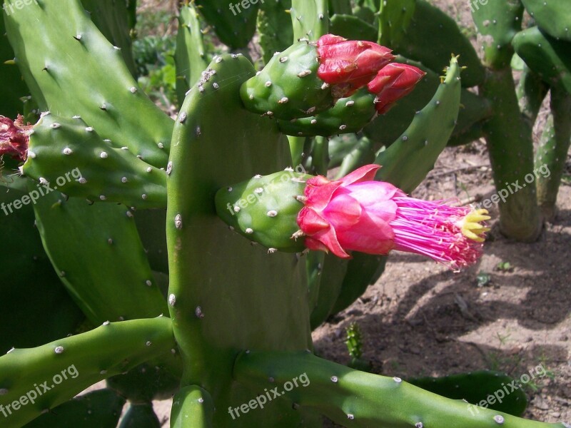 Flower Of Cactus Espinilho Nature