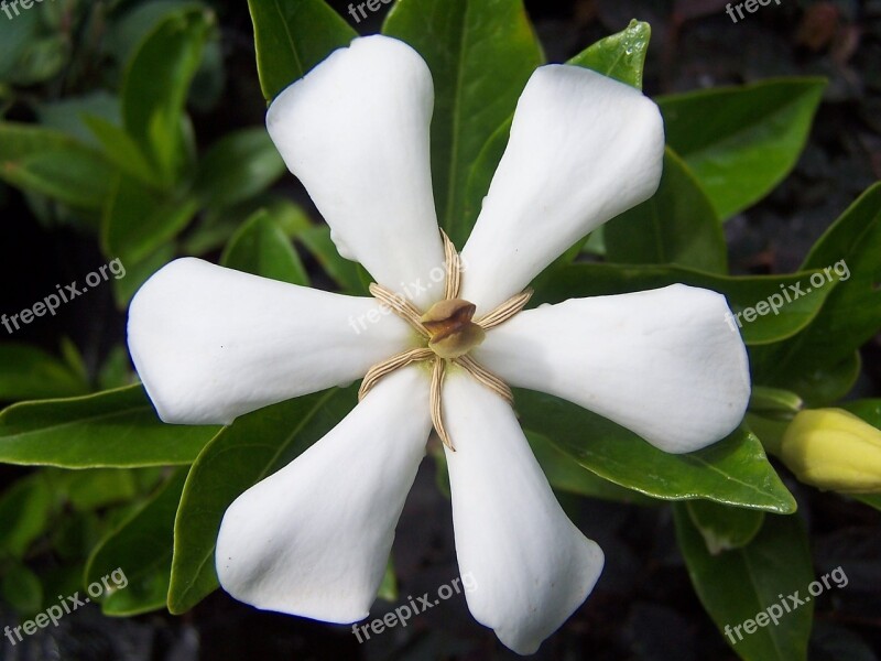 Gardenia Flower White Scented Nature