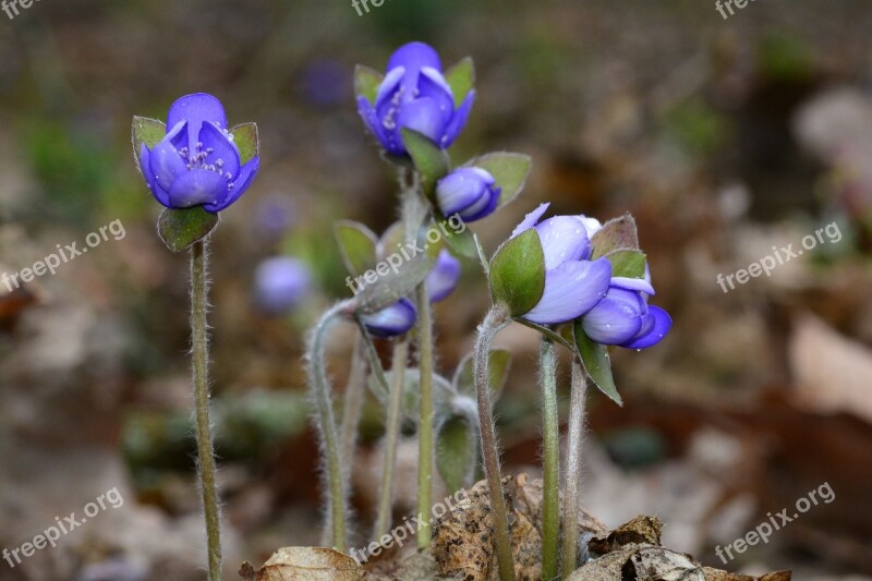 Hepatica Blue Spring Close Up Plant