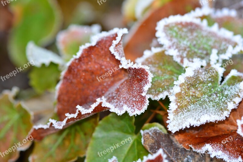 Frost Ripe Winter Hoarfrost Frozen