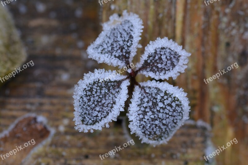 Ripe Frost Winter Hoarfrost Frozen