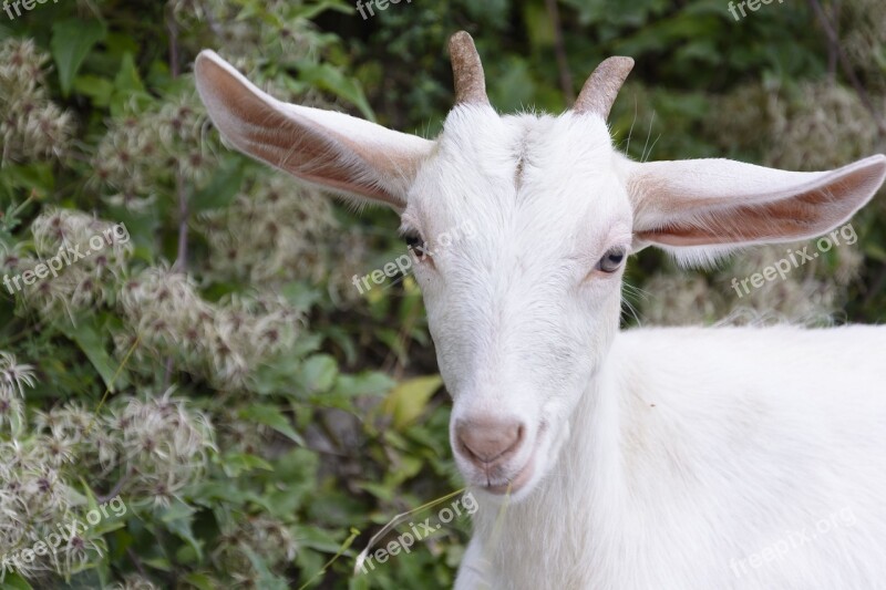 Goatling Goat Animal Nature Meadow