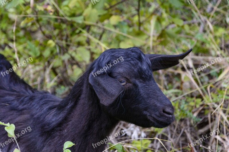 Goatling Goat Animal Nature Meadow