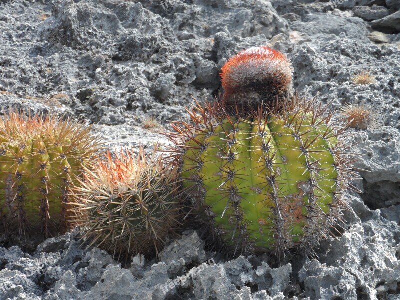 Cactus Blooming Cactus Lava Stone Bonaire Free Photos