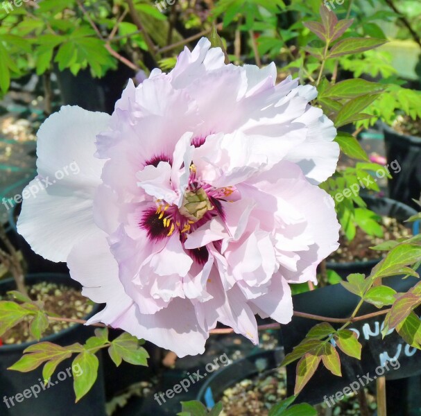 Flower Peony Flowering Button White