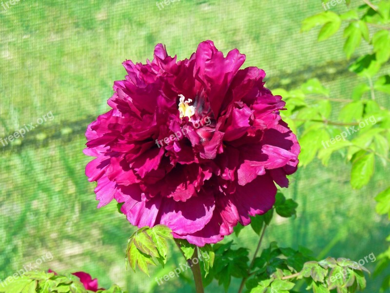 Flower Peony Flowering Button Spring