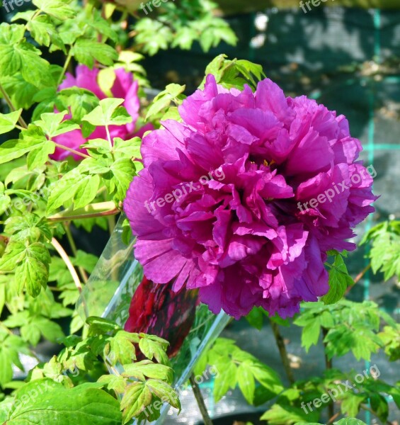 Flower Peony Flowering Button Spring