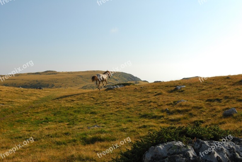 Horse Mountain Wild Galloping Horse Landscape