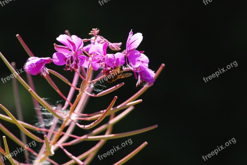 Flower Mountain Flowers Lilac Flower Plant Free Photos