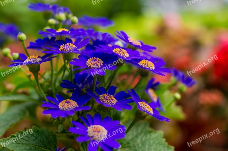 Chrysanthemum Stone Wild Flowers Blue Petals Flower Summer Time