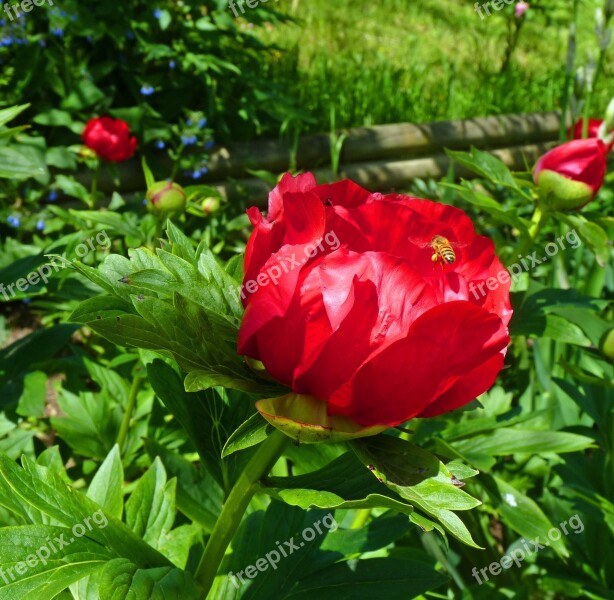 Flower Peony Spring Flowering Red Flower