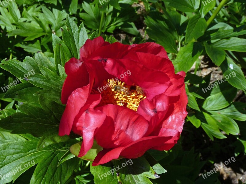 Flower Peony Spring Garden Red Flower