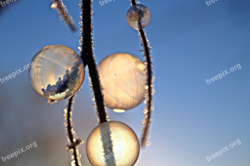 Frost Bubble Ball Soap Bubble Branch Winter