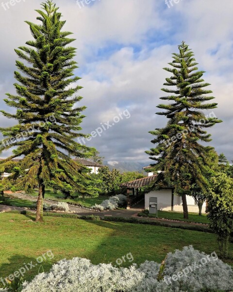 Ecuador Araucaria Coniferous Trees Landscape