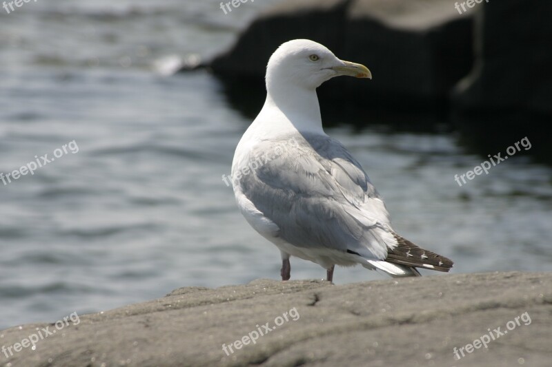 Bird Seagull Gull Seabird Beach