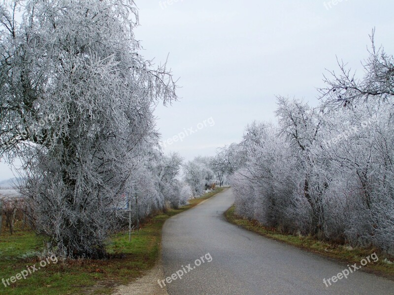 Winter Landscape Frosted Alley Hoary Nature Free Photos