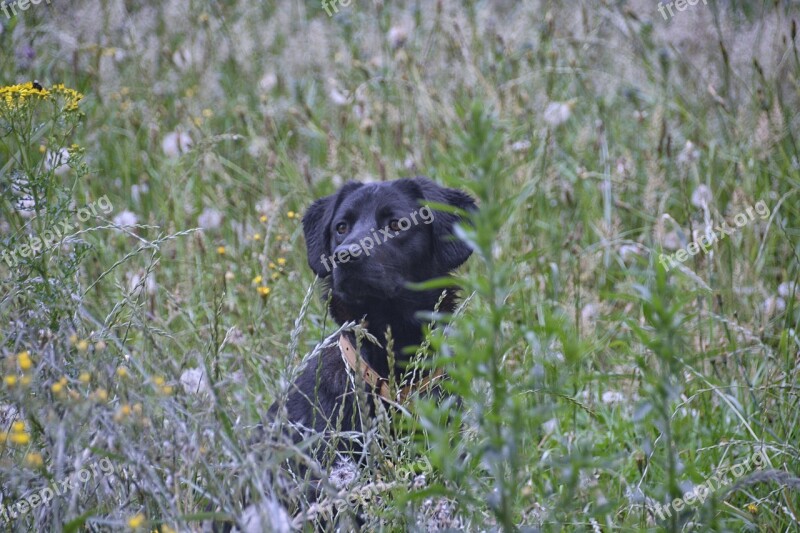 Dog Canine Labrador Animal Animals