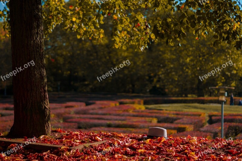 Tree Leaves Hat Nature Fall