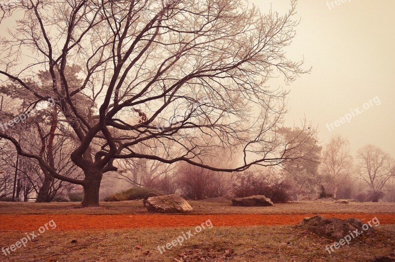 Park Budapest Winter Fog Hungary