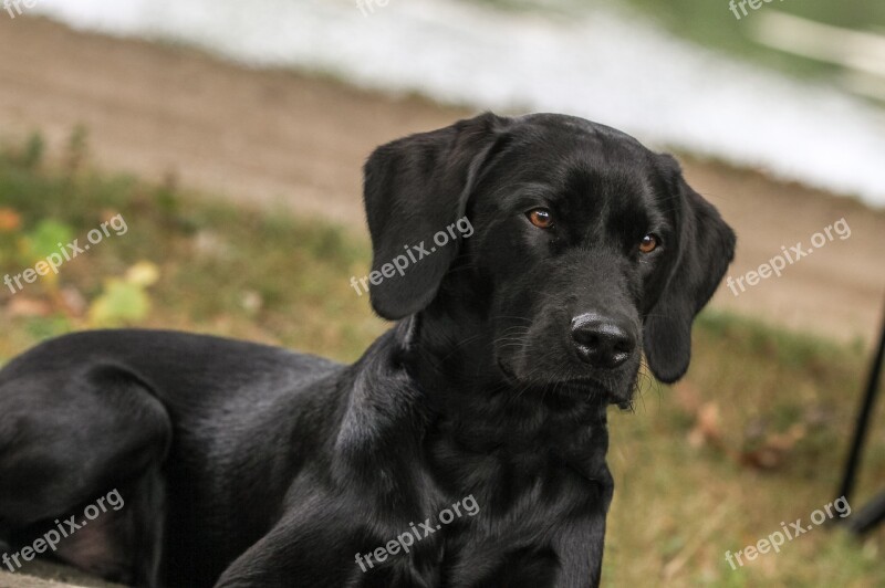 Labrador Dog View Black Dog Hunting Dog