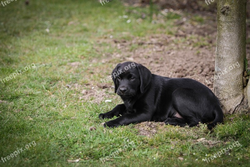 Labrador Puppy Dog Cute Young