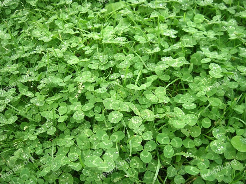 Grass Clover Summer Green Nature