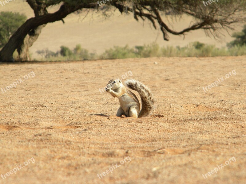 Tree Ground Squirrel Eating Seed