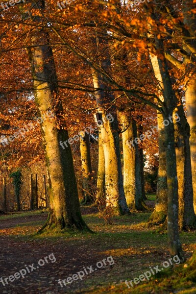 Autumn Tree Golden Autumn Light Forest