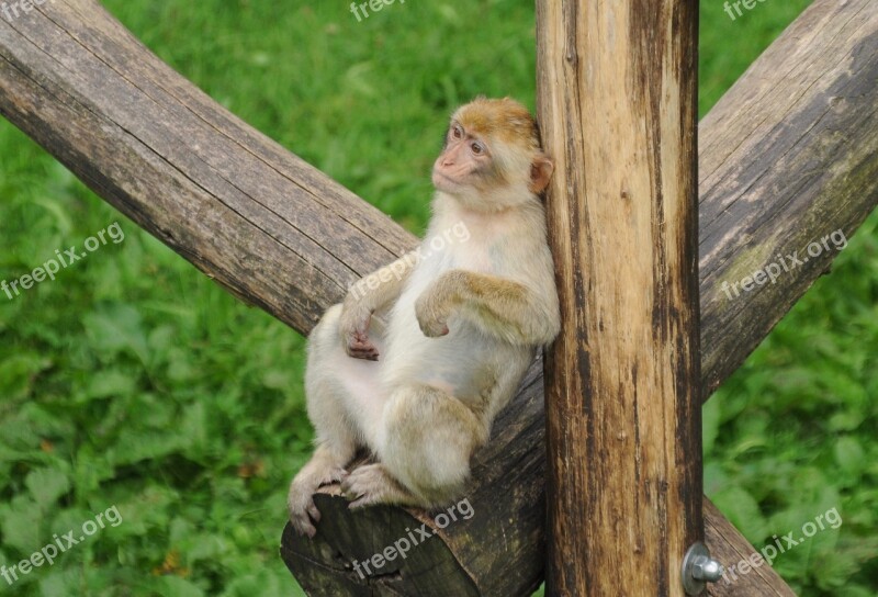 Zoo Monkey Observing Animal World Cute