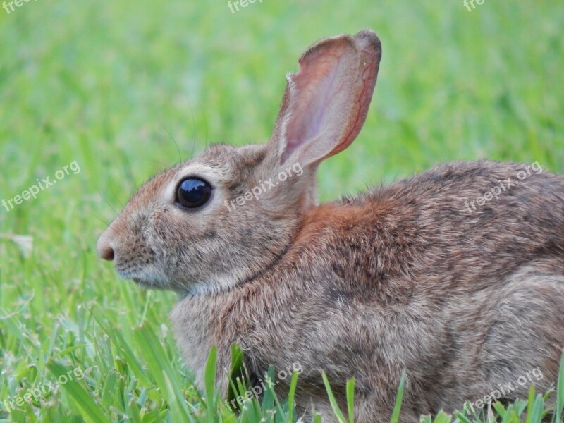 Rabbit Nature Bunny Animal Free Photos