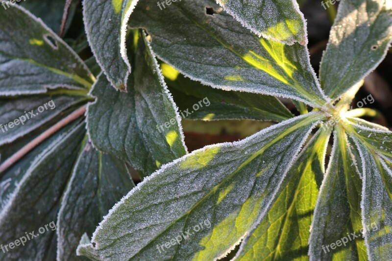 Helleborus Plant Christmas Rose Macro Leaf