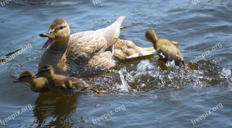 Duck Mallard Boy Chicken Duck Bird