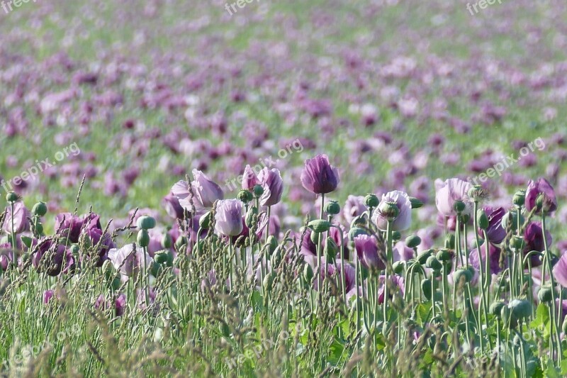 Poppies Poppy Field Poppy Flower Poppy Nature