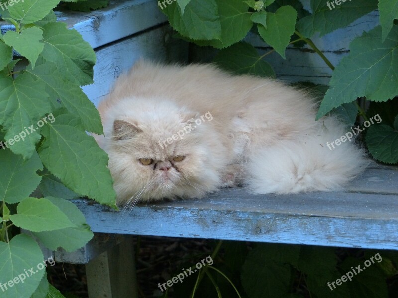 Persian Cat Pet Cat Free Photos