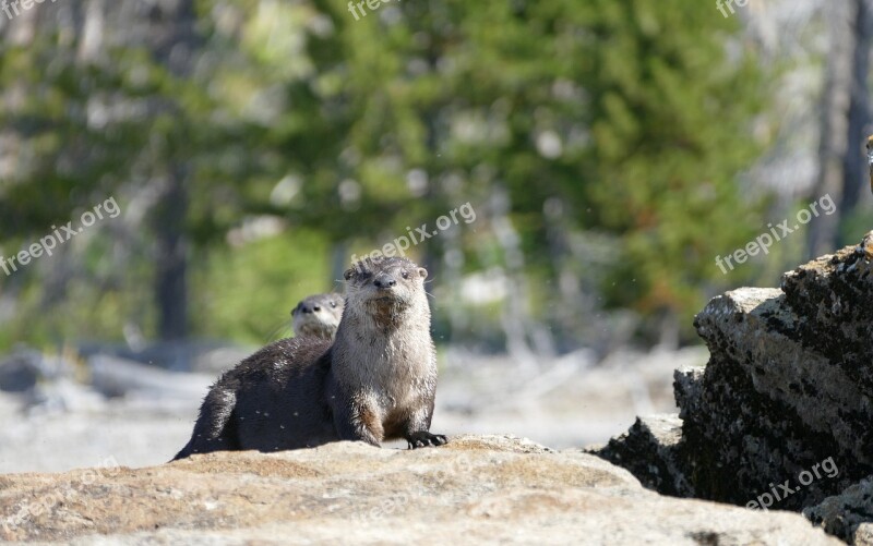 Otters Wildlife Looking Fur Nature