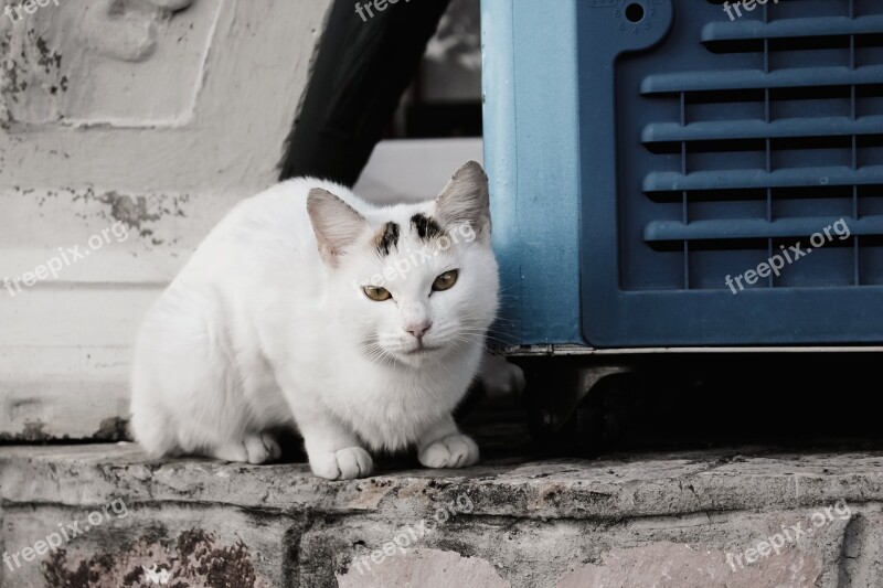 Cat White Pet Kitten Animal