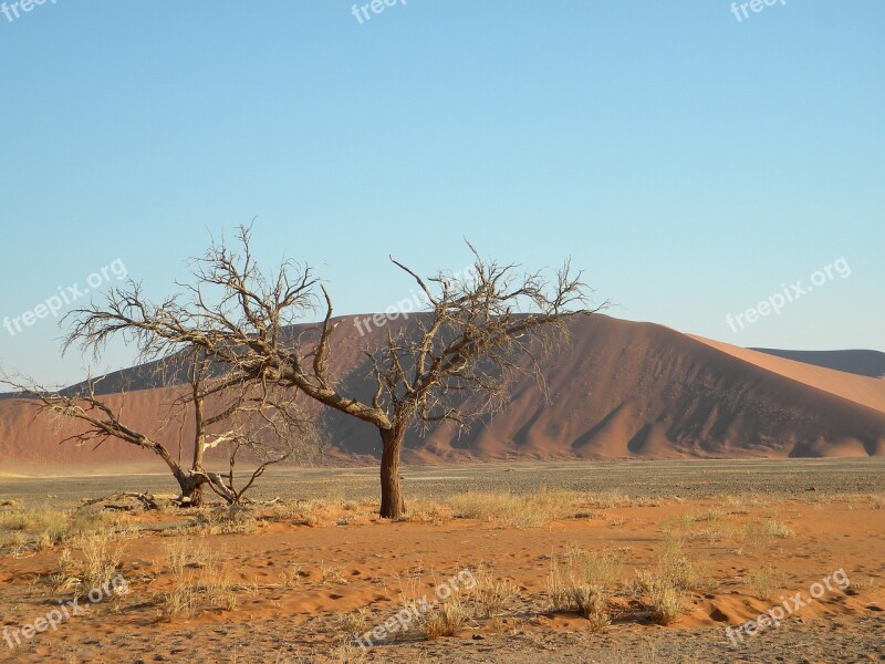 Namibia Namib Desert Tree Dead