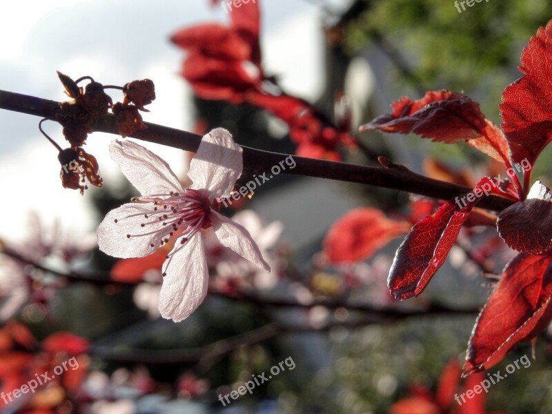 Almond Blossom Almond Tree Mandelbaeumchen Spring Bloom