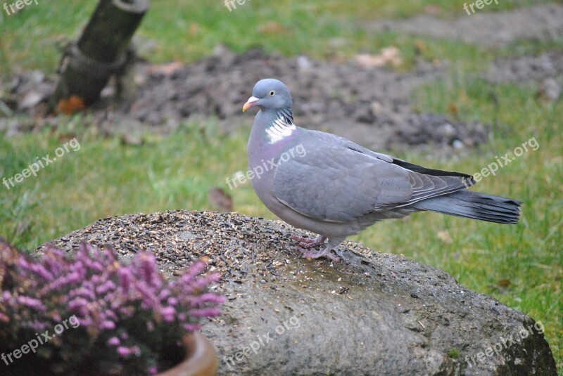 Ringdove Bird Turtle Dove Dove Nature