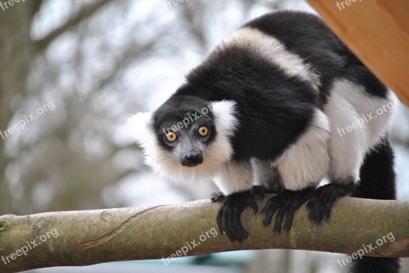 Marmosets Callithrix Jacchus Marmoset Monkey Mammal