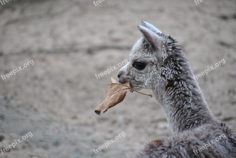 Alpaca Baby Animal Nature Mammal Animal Husbandry