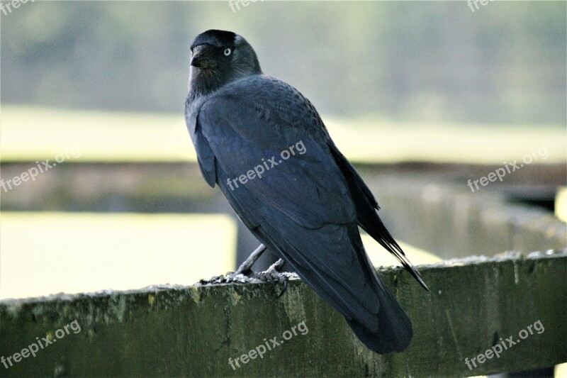 Jackdaw Bird Raven Bird Black Free Photos