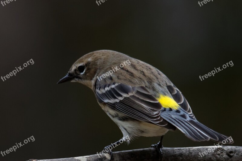 Yellow-rumped Warbler Bird Birding Warbler Wildlife