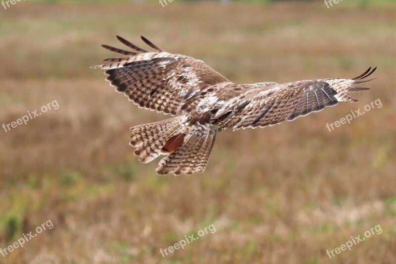 Red-tailed Hawk Juvenile Hawk Raptor Bird