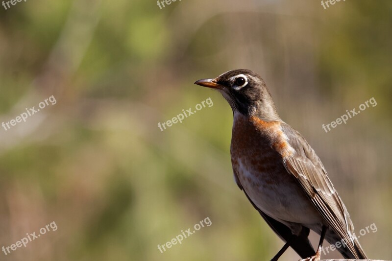 Robin Juvenile Bird Wildlife Nature