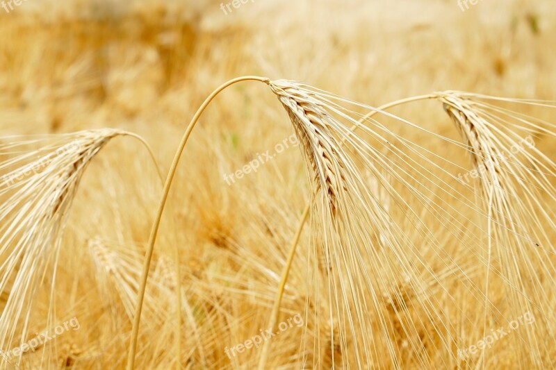 Barley Barley Ears Spring Barley Free Photos